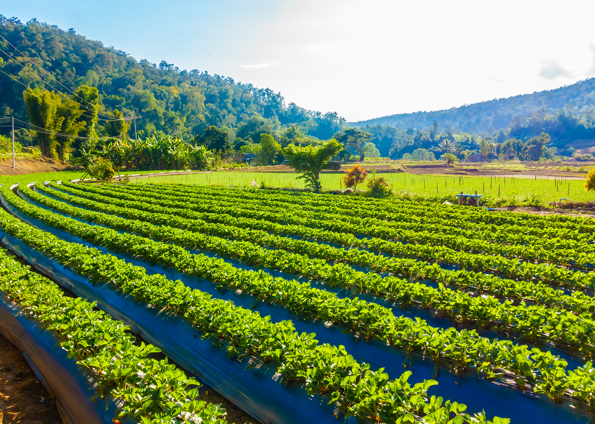 Strawberry field